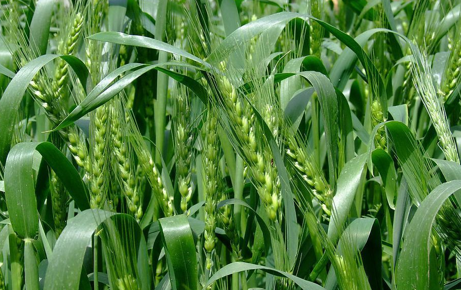耐热小麦“中麦895”成为我国第三大小麦品种