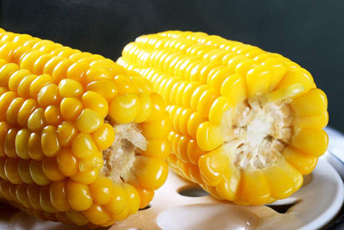 甘州区：打造规模化现代种业体系 打响张掖甘州玉米种子品牌